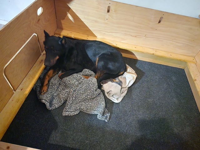 Testing the whelping box
