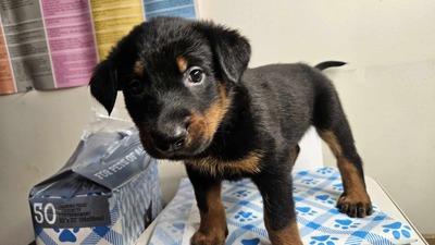 Dewey (Blue Collar)