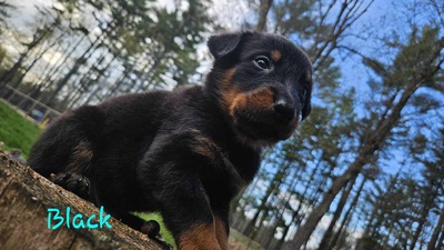 Bloom (Red Cord> Black Collar)