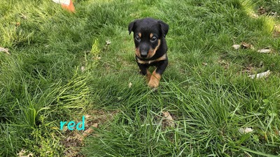 Spring (Red Collar)