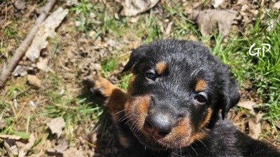 Lil Twiggy (GP)