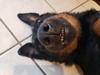 Xena (Xena)